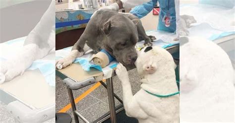 kris busching|Two adorable pups comfort each other after owner。